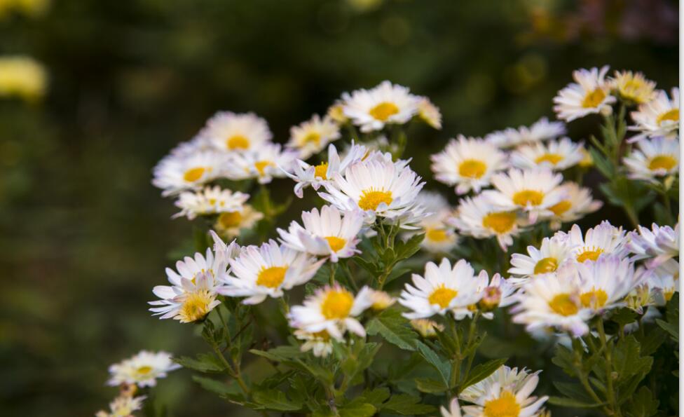 秋天的北演校园 秋天的北演校园