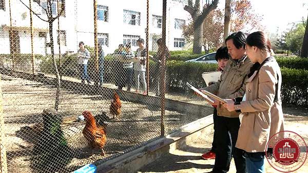 课堂写生，孔雀升华