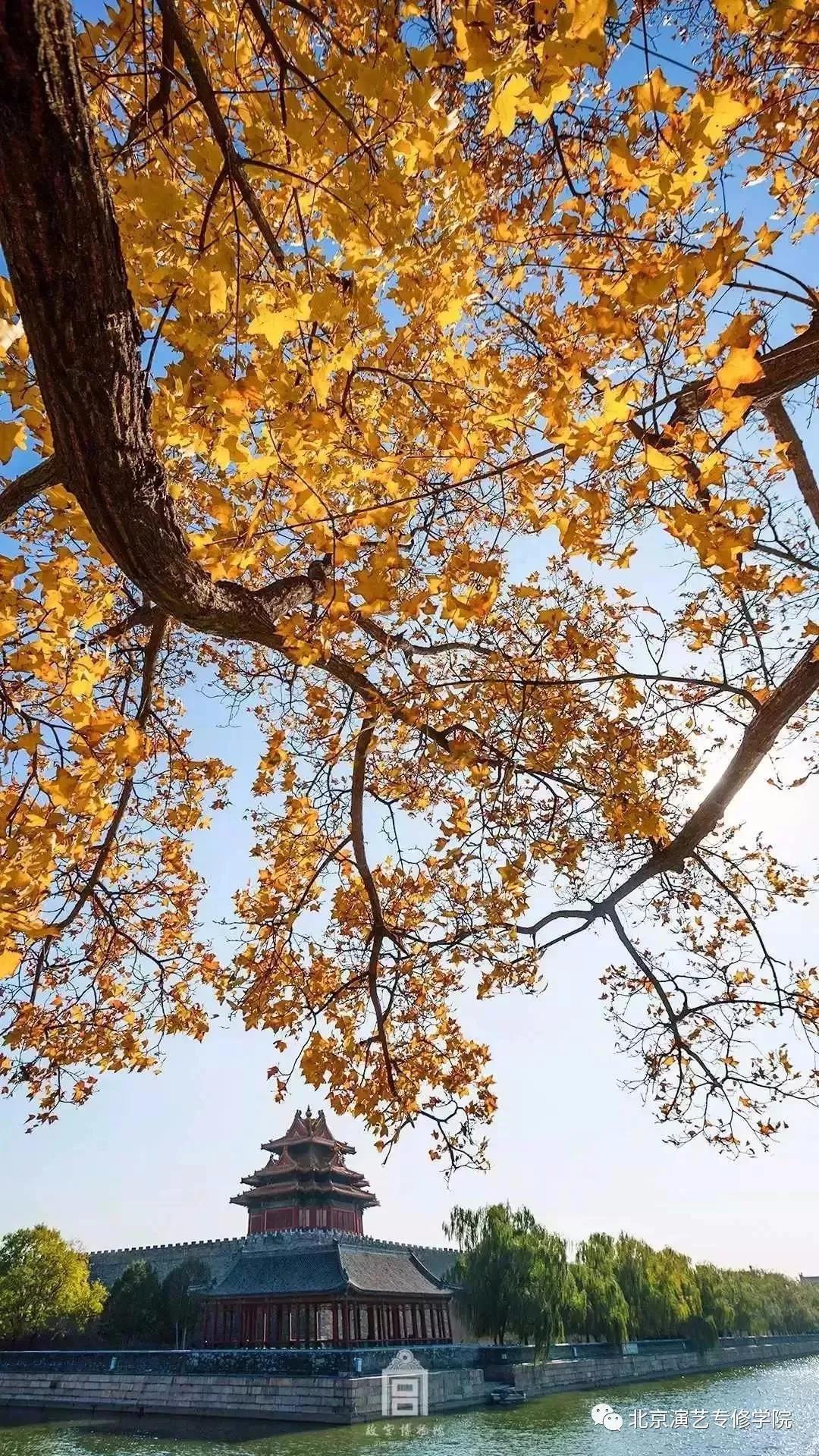 秋天的北演校园 秋天的北演校园