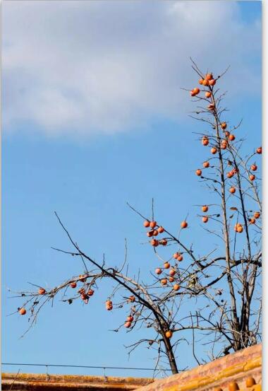 秋天的北演校园 秋天的北演校园