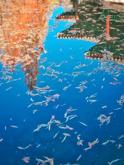 秋天的北演校园 秋天的北演校园